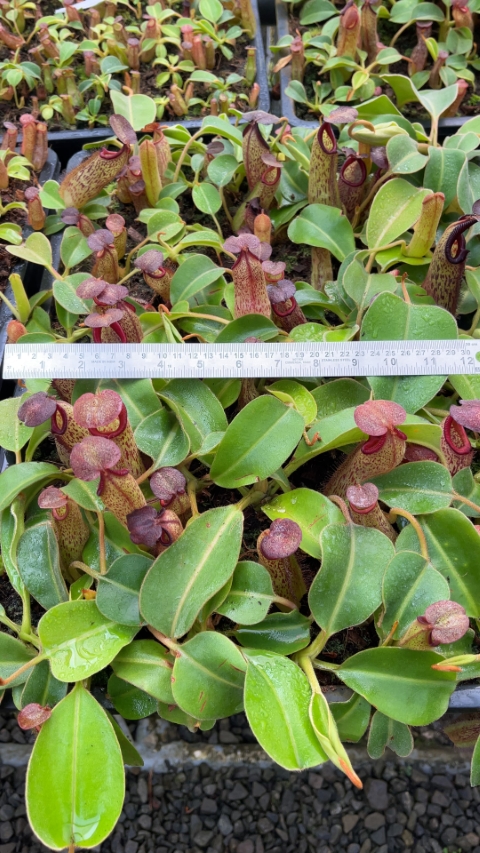 N. robcantleyi x klossii - assorted clones