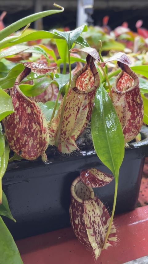 N. rafflesiana - Brunei speckled - selected clones