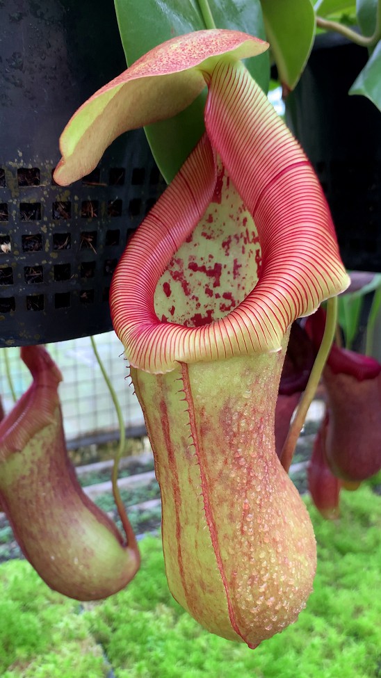 N. robcantleyi x ventricosa – assorted clones