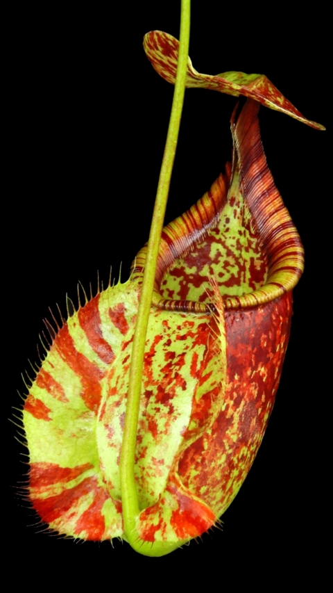 N. rafflesiana - Brunei - selected clone