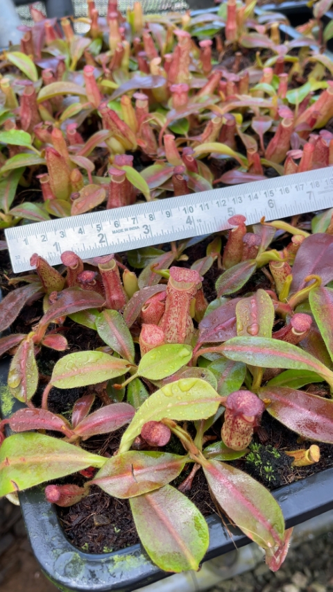 N. klossii x veitchii