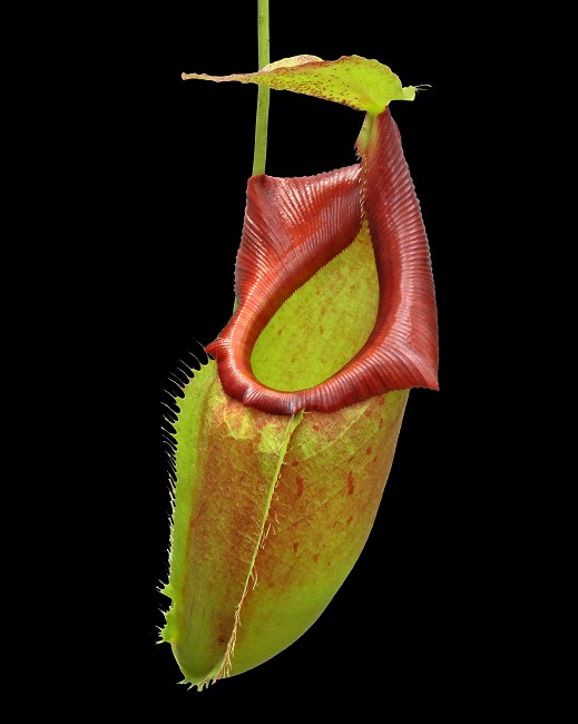 N. spathulata x flava – assorted clones