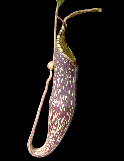 N. spectabilis - Sibuyatan - assorted clones