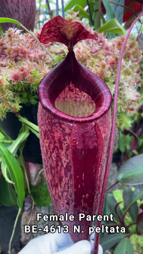 N. peltata x ephippiata - assorted clones