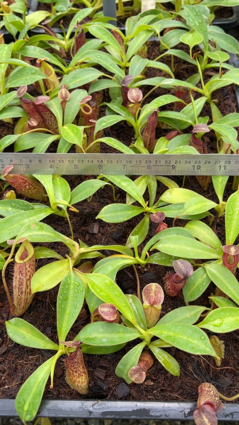 N. talangensis x zakriana