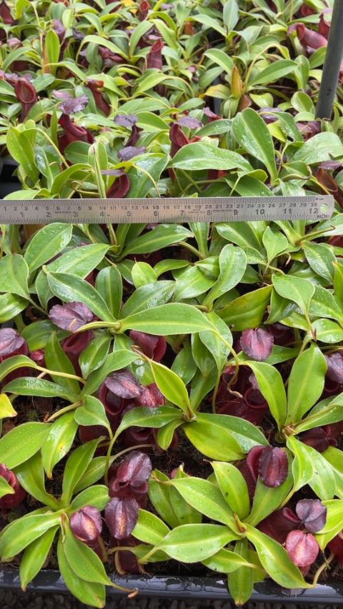 N. spathulata x gymnamphora – best selected clone