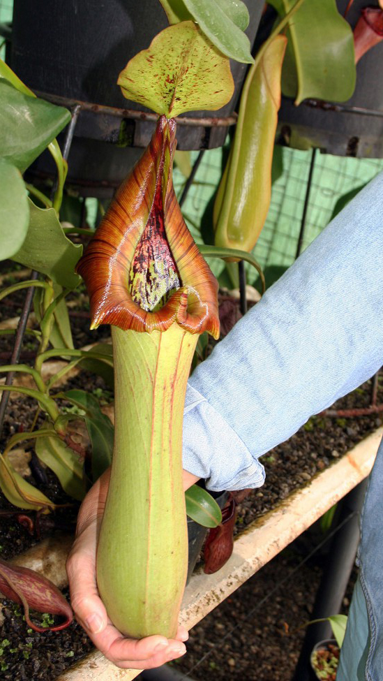 N. truncata – Pasian Highland