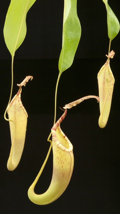 Borneo Exotics — N. dactylifera