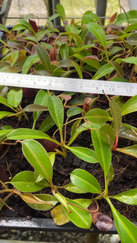 N. (aristolochioides x spectabilis) x lowii – assorted clones