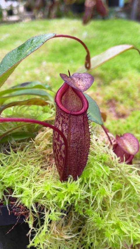 N. rajah x gymnamphora – assorted clones