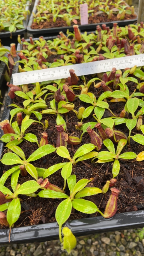 N. robcantleyi x ovata – best selected clone