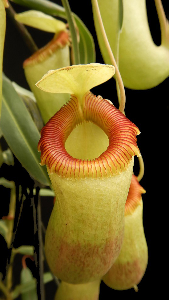 N. barcelonae - assorted clones