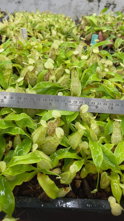 N. rafflesiana - Brunei speckled - selected clones