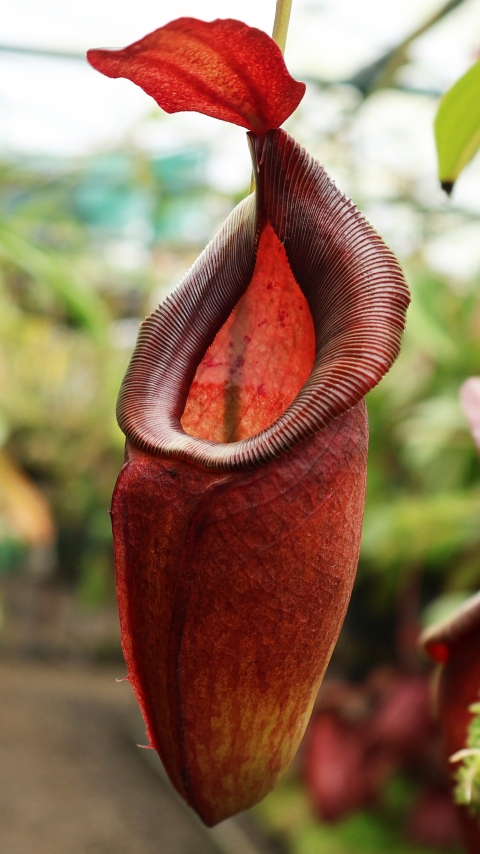 N. spathulata x dubia – assorted clones