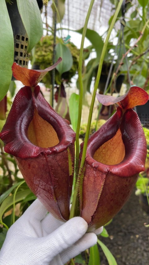 N. spathulata x tenuis - assorted clones