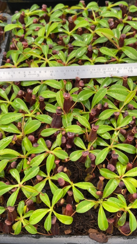 N. burkei x lowii - assorted clones