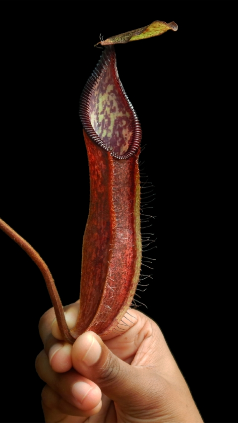 N. (singalana x diabolica) x hamata - assorted clones