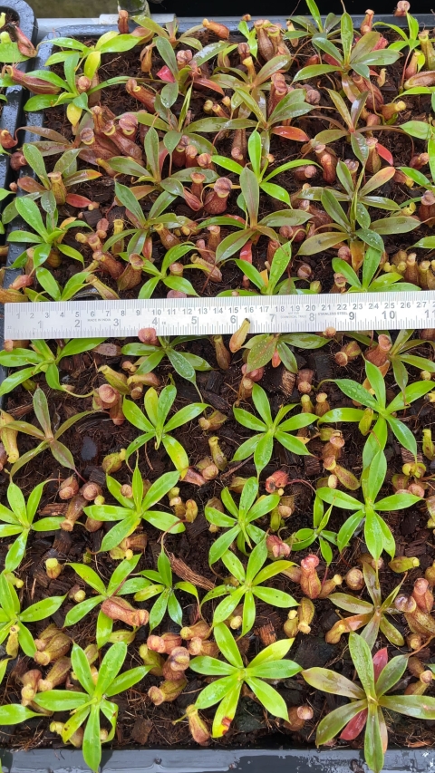 N. mira x tenuis – assorted clones