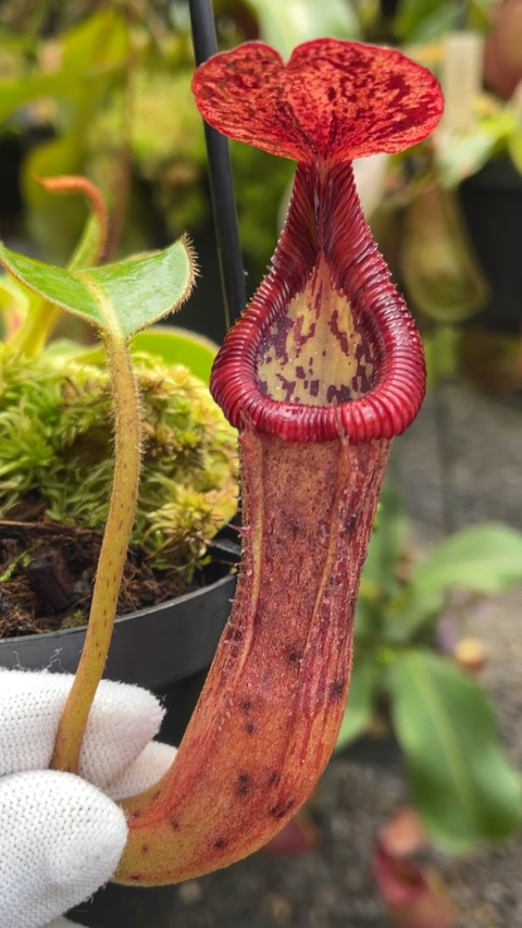 N. glandulifera x edwardsiana - selected clones