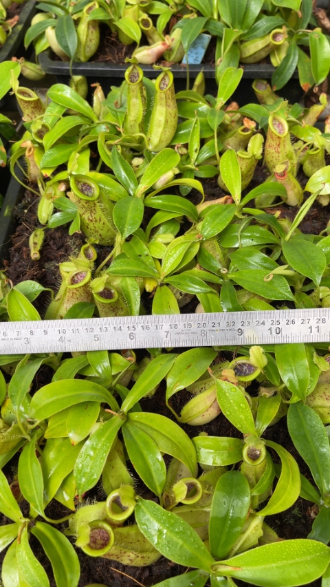 N. spathulata x ampullaria – burgundy speckled