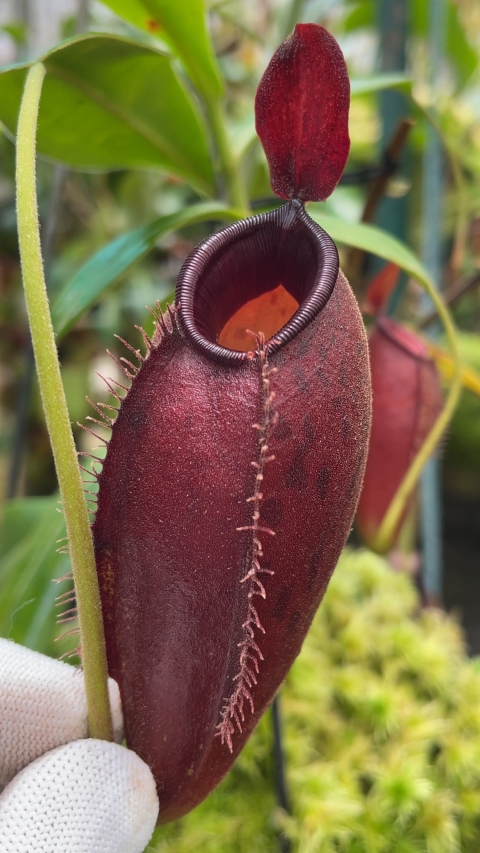 N. ampullaria x aristolochioides – selected red clones