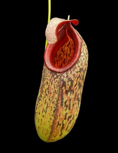 N. aristolochioides x burkei – selected clone