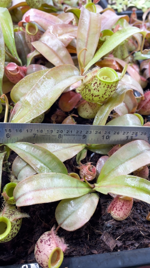 N. ampullaria - speckled