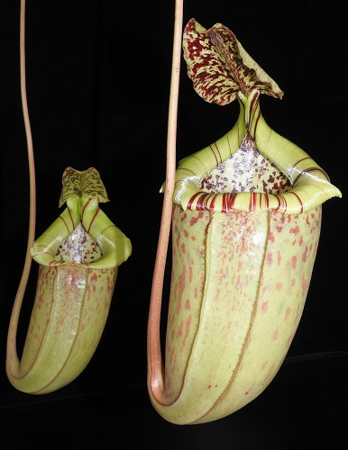 N. burbidgeae x sibuyanensis - assorted clones