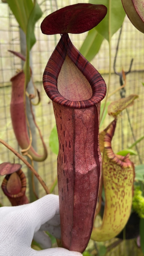 N. spectabilis x ‘Viking’ - assorted clones