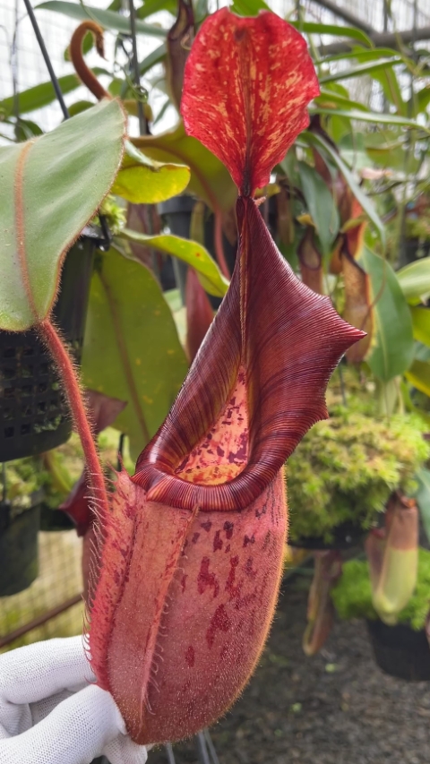 N. (veitchii x platychila) x veitchii – best selected clone