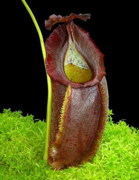 N. spathulata x gymnamphora – best selected clone