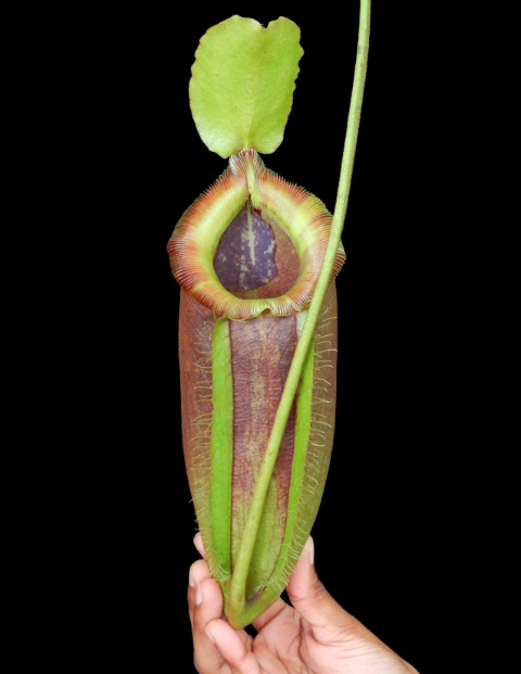 N. singalana x ampullaria – best selected clone