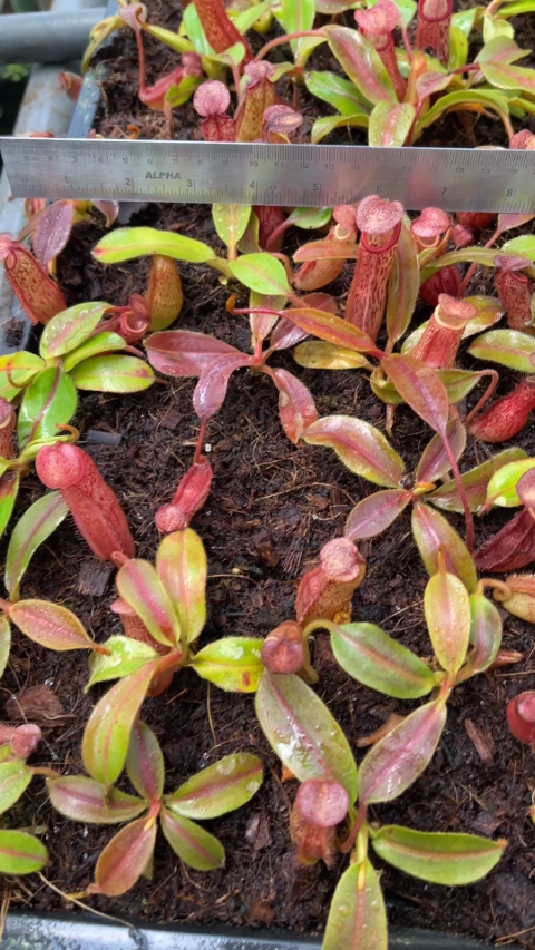 N. (veitchii x mira) x klossii - assorted clones