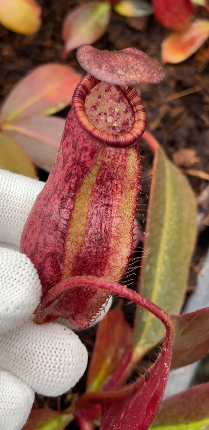 N. peltata x ephippiata - assorted clones