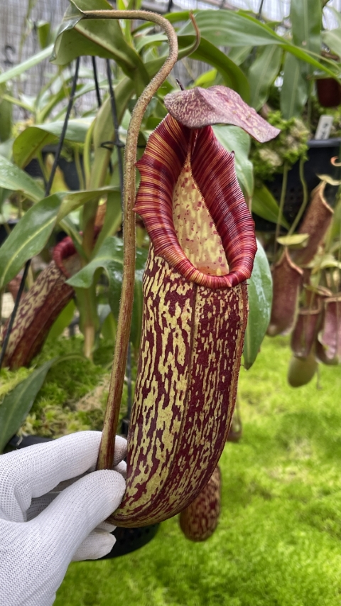 N. spectabilis x bongso - best selected clone