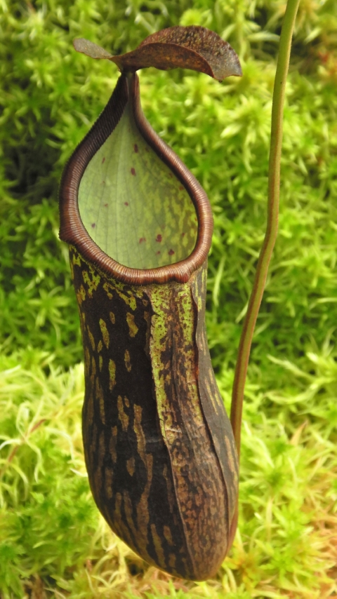 N. ceciliae ‘Mt. Kiamo’ – assorted clones