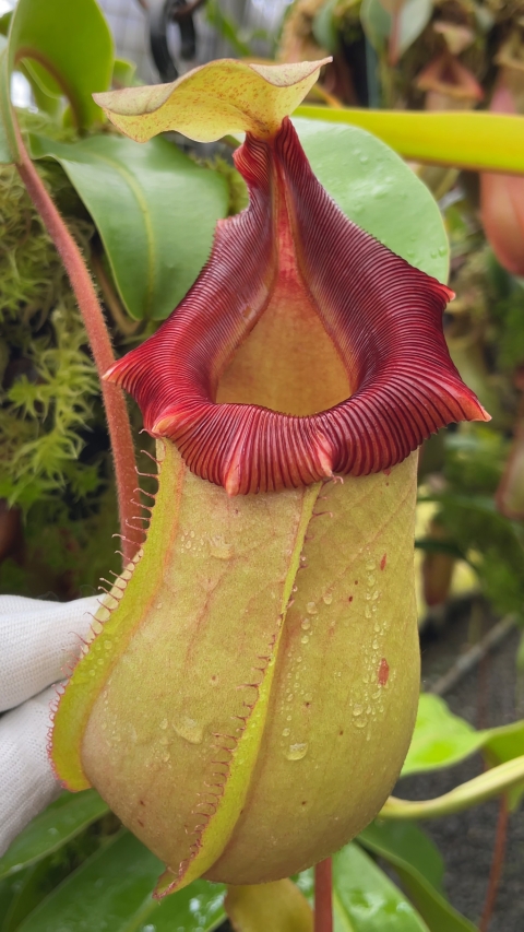 N. veitchii x ventricosa – selected clones