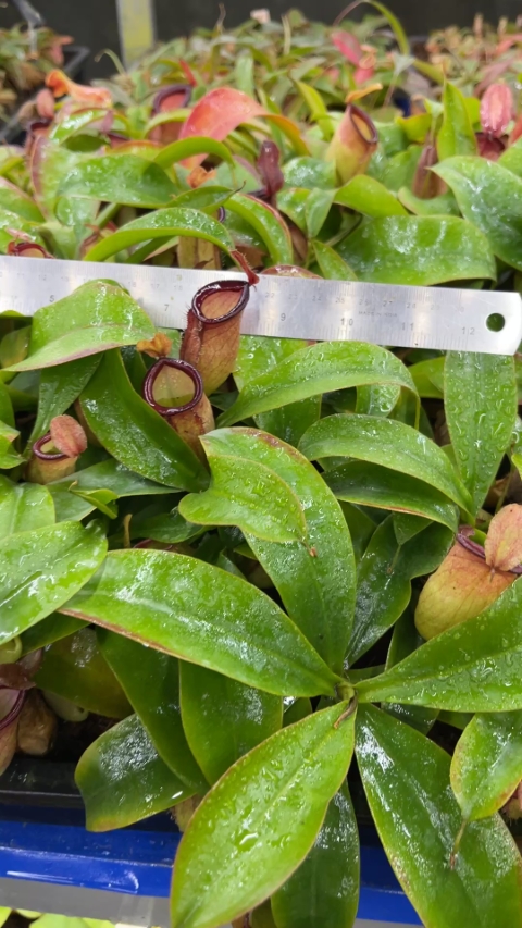 N. ampullaria x campanulata - best selected clone