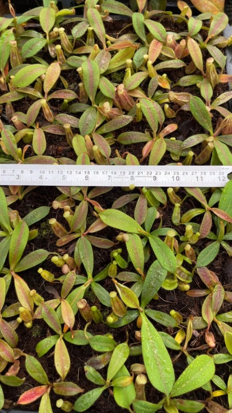 N. burbidgeae x veitchii