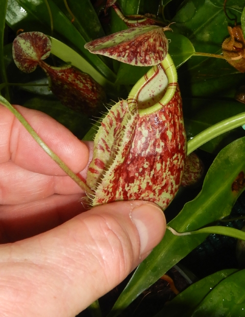 N. rafflesiana - Brunei speckled - selected clones