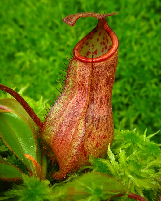 N. albomarginata x attenboroughii - assorted clones