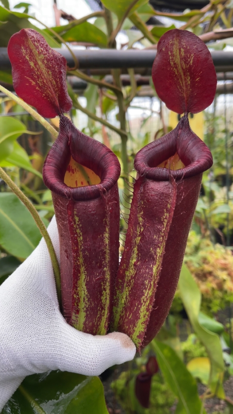 N. robcantleyi x ampullaria - selected clone