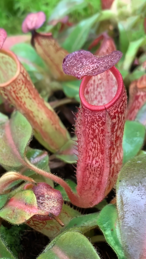 N. klossii x veitchii