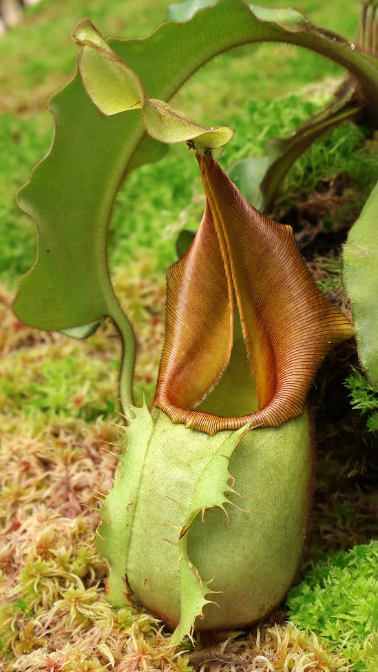 N. veitchii - Bario Highland - grex # 1