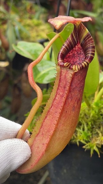 N. (veitchii x lowii) x burbidgeae - assorted clones