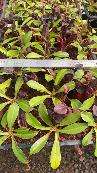 N. hamata x lowii - assorted clones