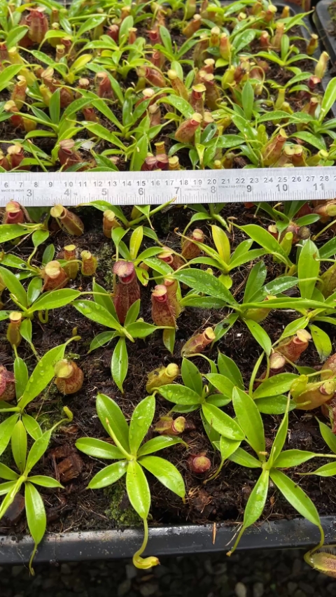 N. spathulata x aristolochioides