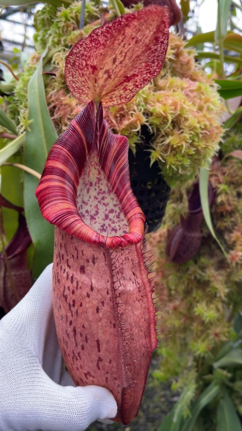 Nepenthes 'Helen' - selected cultivar