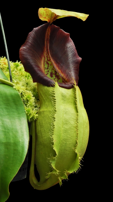 N. spathulata x veitchii