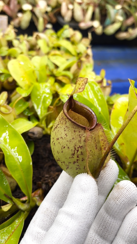 N. bicalcarata x ampullaria – selected clone